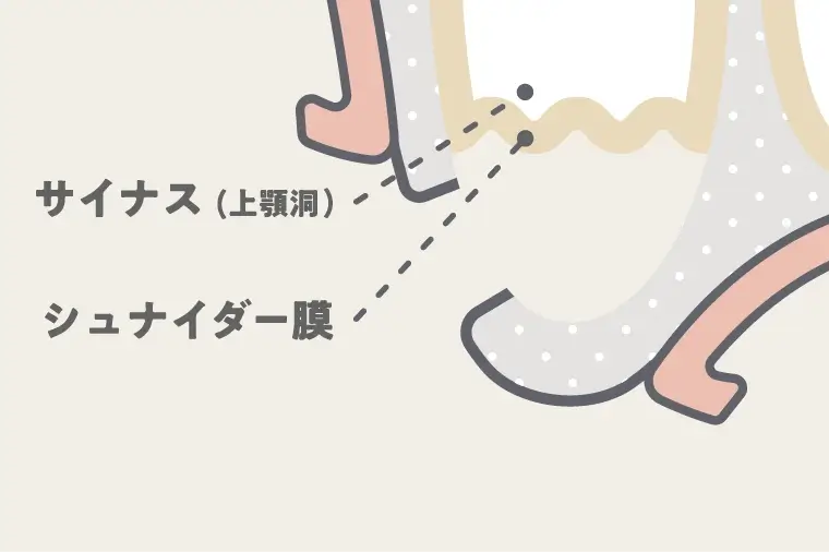 上顎骨に窓開けをする